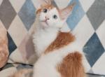 Valenciy - Maine Coon Cat For Sale - Hollywood&comma; FL&comma; US