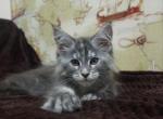 Gloria - Maine Coon Cat For Sale - Miami&comma; FL&comma; US