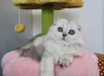 Scottish longhair fold boy - Scottish Fold Cat For Sale - Shakopee&comma; MN&comma; US