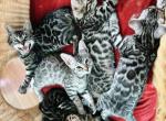 Silver and brown Bengal kittens - Bengal Cat For Sale - Crestview&comma; FL&comma; US