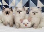 Emmie's babies - Ragamuffin Cat For Sale - Poplar Grove&comma; IL&comma; US