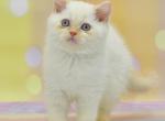 Denis - British Shorthair Cat For Sale - Chicago&comma; IL&comma; US