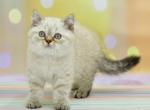 Drago - Scottish Straight Cat For Sale - Chicago&comma; IL&comma; US