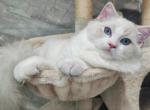 winner - Ragdoll Cat For Sale - Los Angeles&comma; CA&comma; US