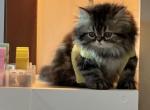 Snuggles - Persian Cat For Sale - River Falls&comma; WI&comma; US