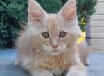 Joe - Maine Coon Cat For Sale - Brooklyn&comma; NY&comma; US