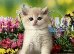 AlexBRI - British Shorthair Cat For Sale - Brooklyn&comma; NY&comma; US