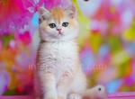 Funtik - British Shorthair Cat For Sale - Brooklyn&comma; NY&comma; US