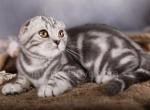 Fabio - Scottish Fold Cat For Sale - Brooklyn&comma; NY&comma; US