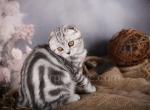 Freeda - Scottish Fold Cat For Sale - Brooklyn&comma; NY&comma; US