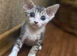 Roki - Devon Rex Cat For Sale - Norwalk&comma; CT&comma; US