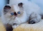 Angela - Persian Cat For Sale - Hollywood&comma; FL&comma; US