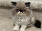 Kowala - Persian Cat For Sale - Hollywood&comma; FL&comma; US