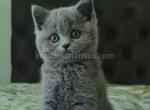 Eily plushy british shorthair blue solid color - British Shorthair Cat For Sale - Los Angeles&comma; CA&comma; US
