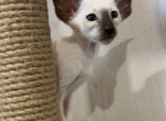 Sharlotta - Oriental Cat For Sale - Abington&comma; PA&comma; US