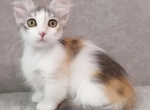 Alpina WP - Munchkin Cat For Sale - Abington&comma; PA&comma; US