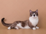 Yarik WP - Munchkin Cat For Sale - Abington&comma; PA&comma; US