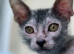 Benwick - Lykoi Cat For Sale - Abington&comma; PA&comma; US