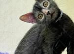 Naomi - Lykoi Cat For Sale - Abington&comma; PA&comma; US