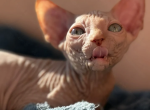 Wagner - Sphynx Cat For Sale - Abington&comma; PA&comma; US