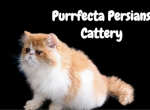 CFA red an white male persian kitten - Persian Cat For Sale - Woodburn&comma; IN&comma; US
