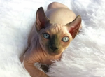 Elf Darina - Sphynx Cat For Sale - Abington&comma; PA&comma; US