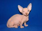 Hunter Bambino - Sphynx Cat For Sale - Abington&comma; PA&comma; US