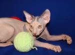 Petra - Sphynx Cat For Sale - Abington&comma; PA&comma; US