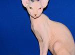 Mandy Odd Eyed - Sphynx Cat For Sale - Abington&comma; PA&comma; US