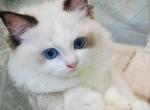 pretty - Ragdoll Cat For Sale - Los Angeles&comma; CA&comma; US