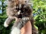 Truman  Male black and white Persian - Persian Cat For Sale - Gadsden&comma; AL&comma; US