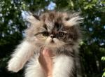 Chamberlain  Male Harlequin Persian - Persian Kitten For Sale - Gadsden&comma; AL&comma; US