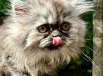 Luna Pearl Silver Smoke ticked Persian - Persian Cat For Sale - Gadsden&comma; AL&comma; US
