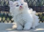 Cream bicolor Highland Straight boy - Scottish Straight Cat For Sale - Spokane&comma; WA&comma; US