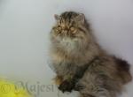 Margo - Persian Cat For Sale/Retired Breeding - Yucca Valley&comma; CA&comma; US