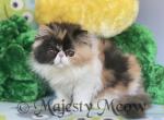 Mia - Persian Cat For Sale - Yucca Valley&comma; CA&comma; US