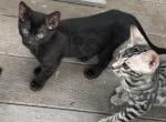 Tobi Melanistic female - Bengal Cat For Sale - Macon&comma; MO&comma; US