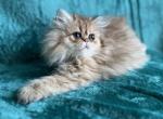 Imani - Persian Cat For Sale - Lexington&comma; KY&comma; US
