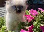 Spot Kats Ravishing Ragdolls kittens - Ragdoll Cat For Sale - Lancaster&comma; PA&comma; US