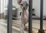 Bebes1 - Sphynx Cat For Sale - Chicago&comma; IL&comma; US