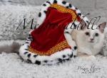 Reduced Prince Henry Male Ragdoll - Ragdoll Cat For Sale - Hudson&comma; OH&comma; US