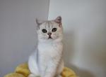 Scottish shorthair straight boy - Scottish Straight Cat For Sale - Shakopee&comma; MN&comma; US