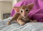 Rubin - Oriental Cat For Sale - Pembroke Pines&comma; FL&comma; US