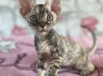 Yamaha - Devon Rex Cat For Sale - Norwalk&comma; CT&comma; US