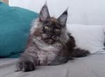 Dana - Maine Coon Cat For Sale - Miami&comma; FL&comma; US