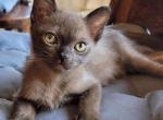 Watson - Burmese Cat For Sale - Pembroke Pines&comma; FL&comma; US