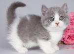 Dezirre - Munchkin Cat For Sale - Pembroke Pines&comma; FL&comma; US