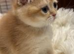 Scottish fold - Scottish Fold Cat For Sale - Staten Island&comma; NY&comma; US