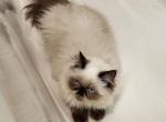 Willow's - Himalayan Cat For Sale - Greenville&comma; OH&comma; US