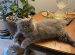 CFA Registered Blue Male Persian - Persian Cat For Sale - Conyers&comma; GA&comma; US
